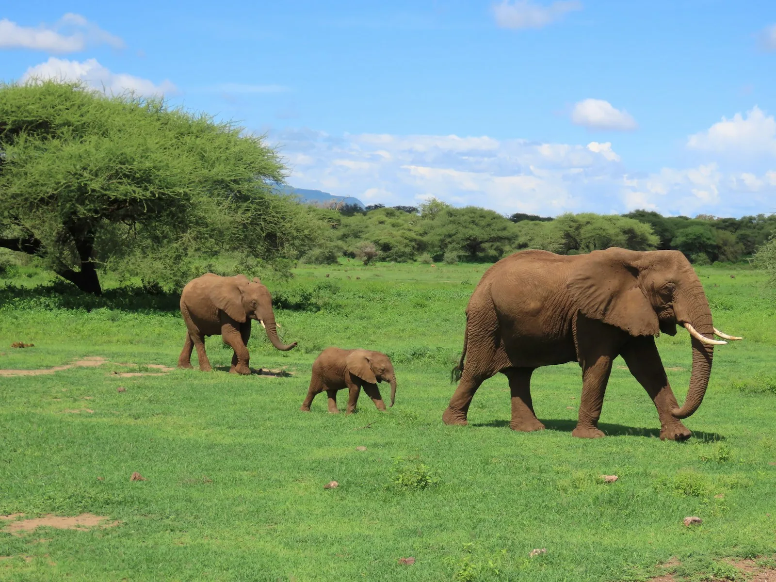 3-Day Tarangire & Lake Manyara Safari